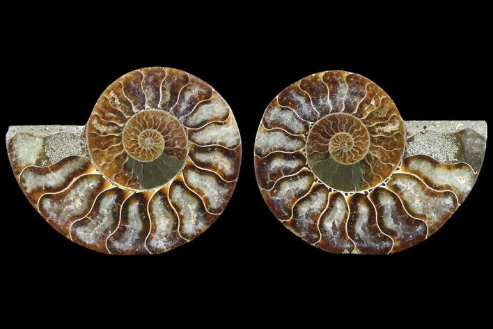 Cut & Polished Ammonite Fossil - Agatized #78363